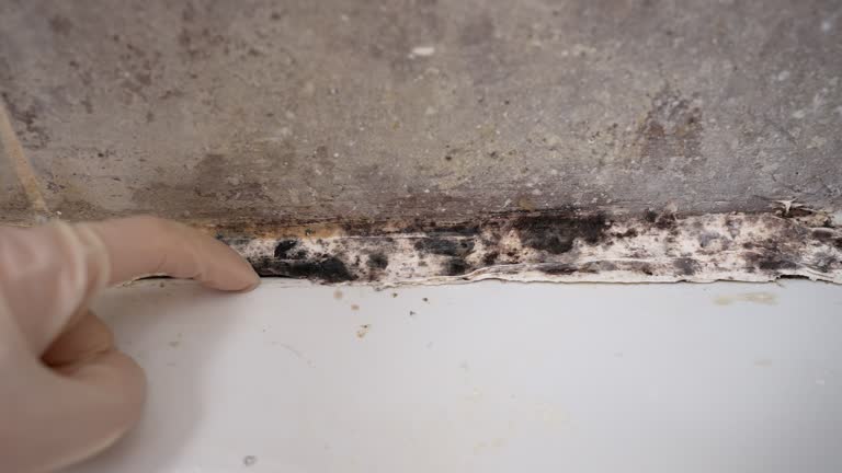 Trusted West Fairview, PA Mold Removal Experts